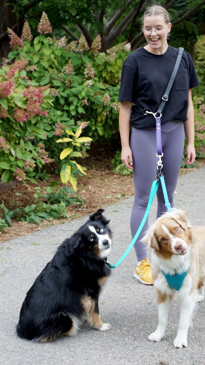 Female, Caucasian woman wearing a dog walking belt across her chest. Two Australian shepherds are attached by blue leashes to the body strap. The dog walker is smiling at the dogs and the dogs are inquisitively looking at the camera. The are standing in front of a bush with red flowers.