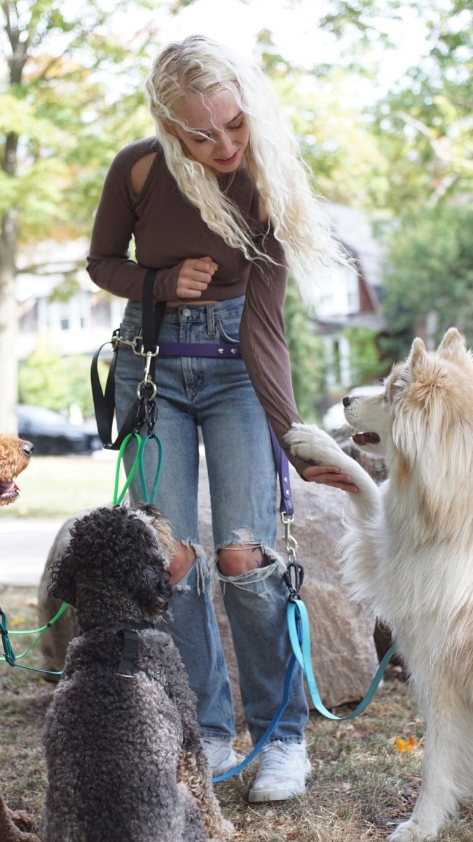 Caucasian, female dog walker with long blonde hair holds out her hand to shake the paw of a large white dog with long hair. She has a dog walking belt around her waist with several colourful leashes attached. Three dogs are circled around her waiting for a treat.