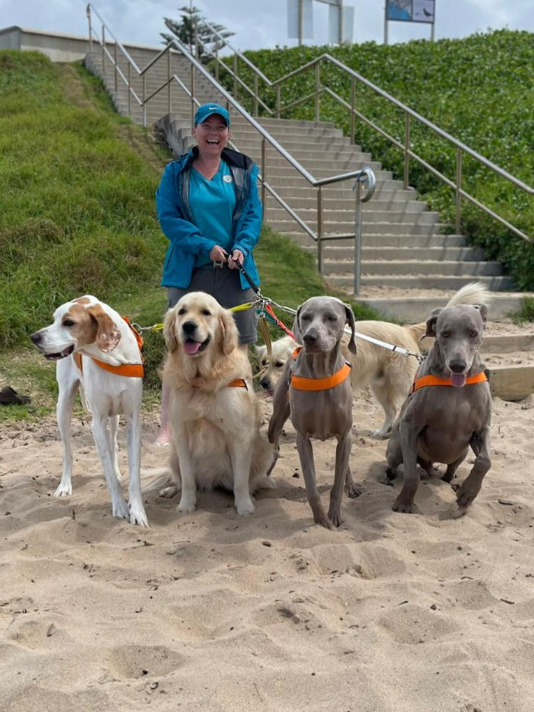 Smiling female Caucasian dog walker at a beach with both hands on a leash. The leash splits off into four with a large dog at each end. There is one hound, a golden retriever and two grey Wiemaraners. There is a grassy hill behind them with a staircase. It looks as though the dogs have just excitedly arrived at the beach.