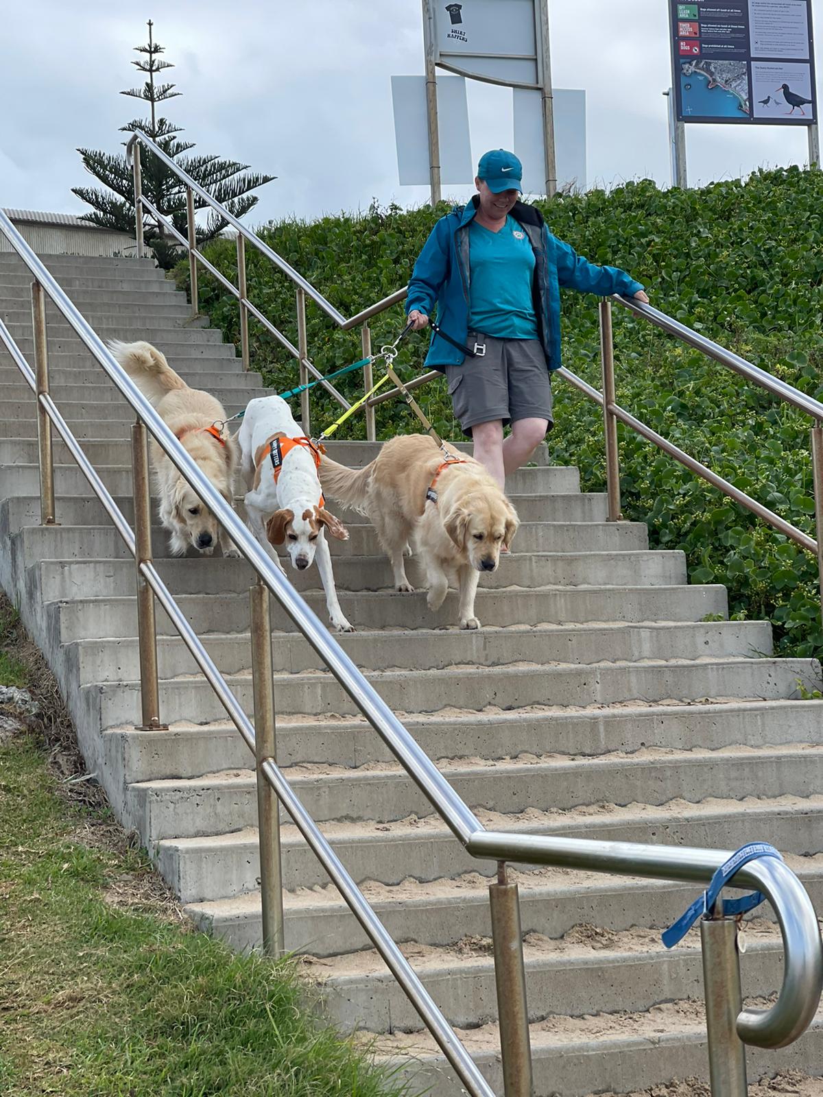 Female Caucasian dog walker descending a staircase set into a grassy hill. She has one hand on the railing and the other is holding a handle that has 3 large dogs connected to it.