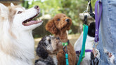 Husky with mostly white hair looks upwards towards his dog walker. His mouth is open. In the background two other dogs wait expecting a treat. The dog walker is pictured from the waist down, leashes are attached to her hips and connect to the dogs.