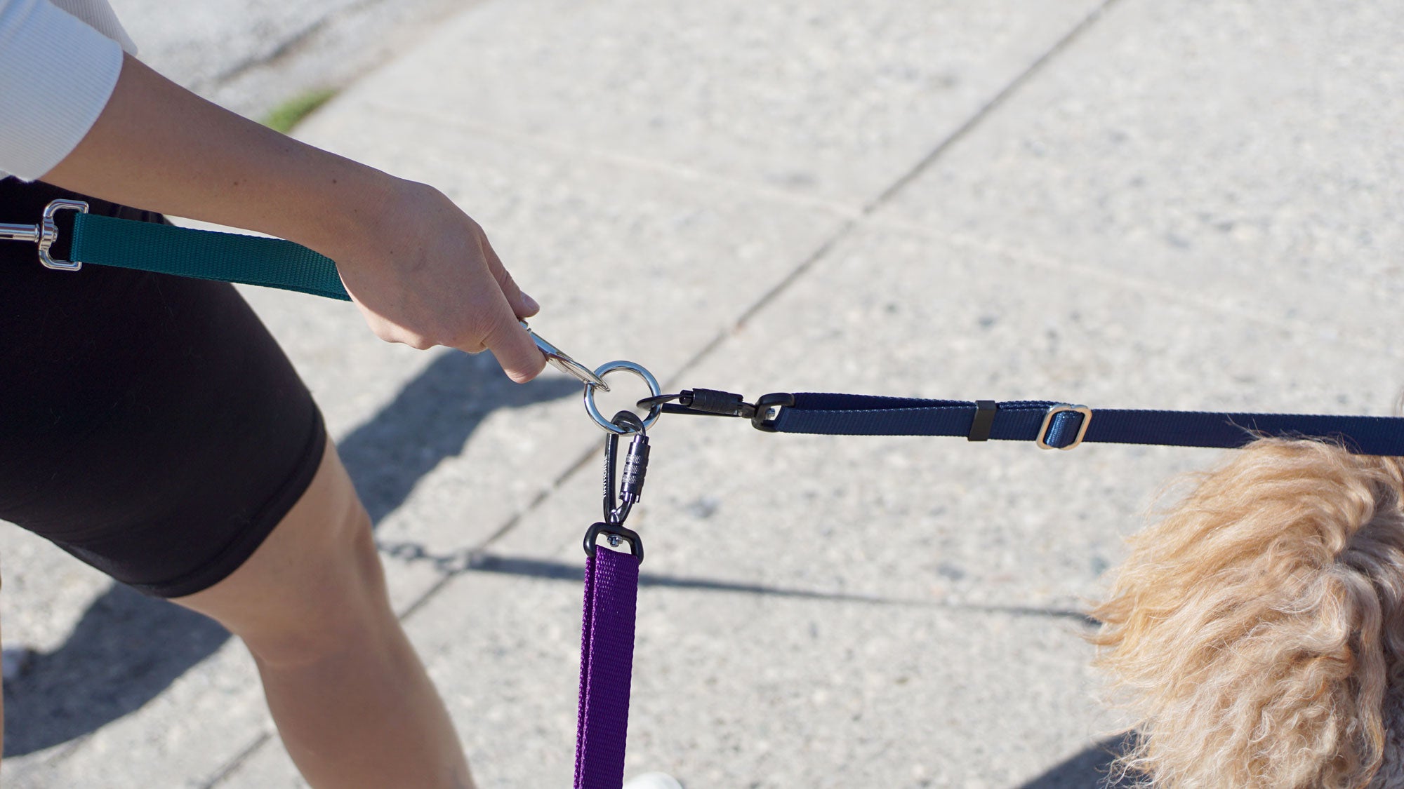 Detail of how ring connects lead-all leashes to a lead to guide your dogs