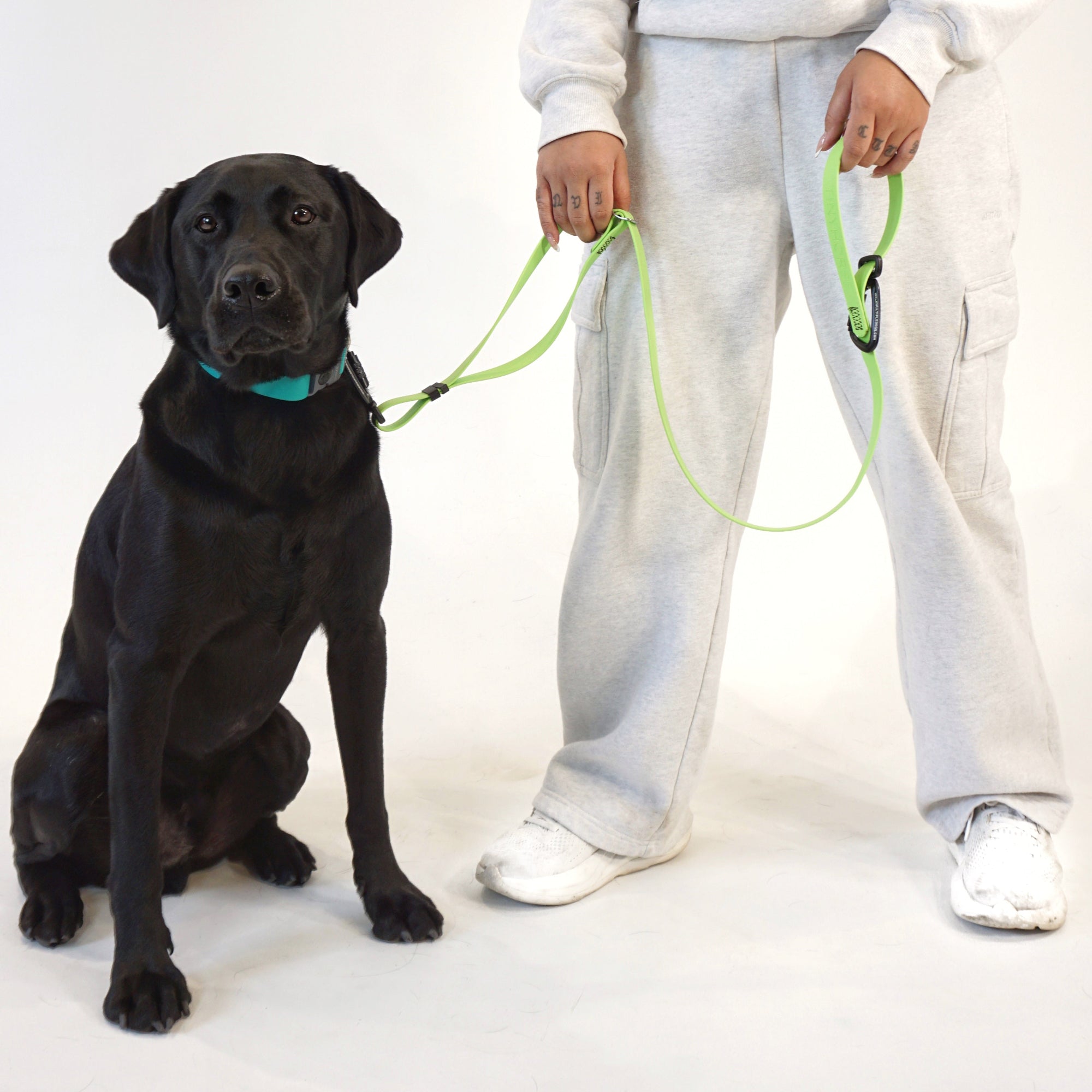 Black dog sitting next to a person holding a green leash on a white background