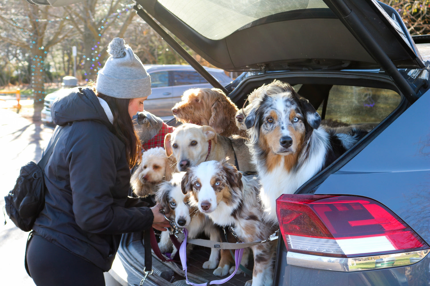 Caucasian female is standing at the back of her car with the hatch opened up. She’s using her body to hold back a group of 8 dogs who have their heads poking out and are eager to start their dog walk. The dog walker is wearing a grey toque and it looks to be winter outside.